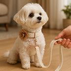 Hundhalsband med spetsmönster, blomma och koppel