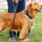 Hundhalsband med nitar och koppel med fjäderdel - Svart