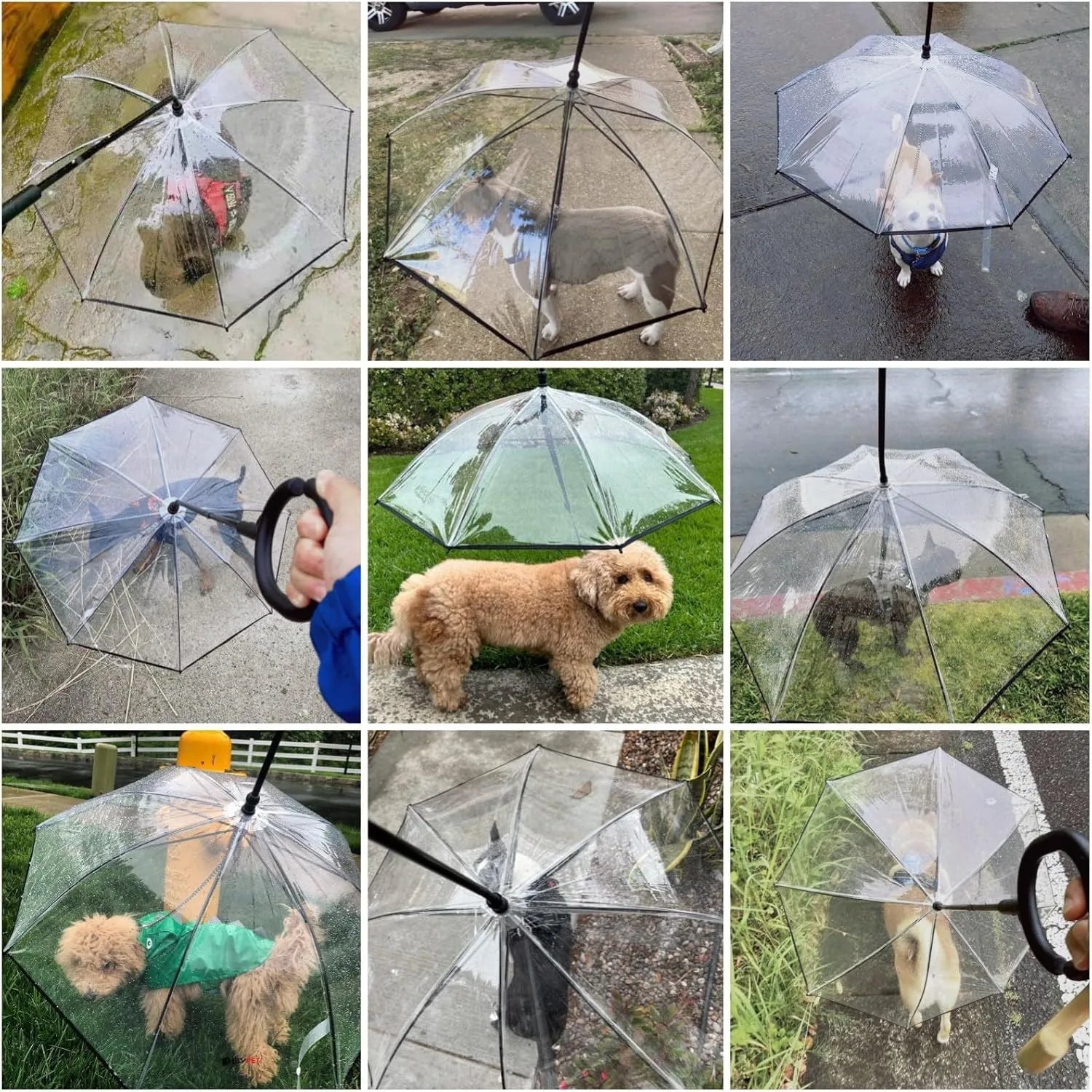 Hundparaply med genomskinlig skärm och böjt handtag