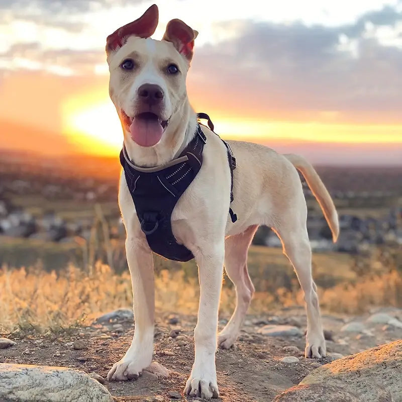 Hundsele med kontrastkanter och ställbara remmar - Lila