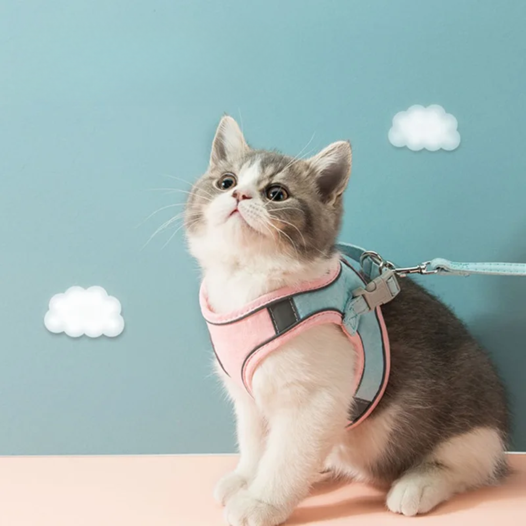 Kattsele med bröstpanel och tvåfärgade kantband - Rosa-Blå